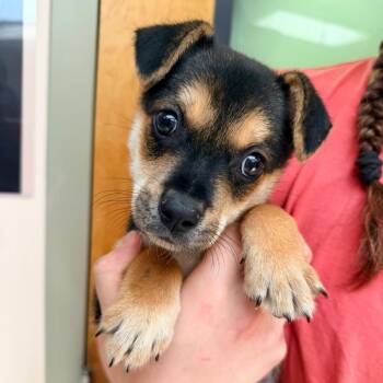 Velcro -  Australian Shepherd and Mixed Breed Dog for Adoption in Columbus, Georgia - Velcro | PetCurious
