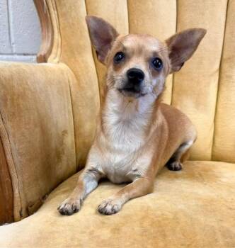 Rosa -  Chihuahua Dog for Adoption in Madison, Georgia - Rosa | PetCurious