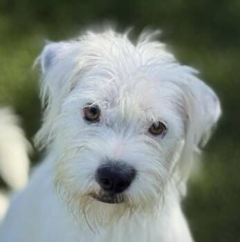 Rescue West Highland White Terrier Westie Dogs for Adoption in Hondo, Texas - Suki - Beautiful Girl Who Loves Everyone! | PetCurious