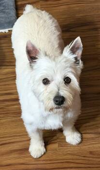 Faye -  West Highland White Terrier Westie Dog for Adoption in Sioux Falls, South Dakota - Faye | PetCurious