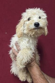 Rescue Poodle and Labrador Retriever Dogs for Adoption in Malvern, Pennsylvania - Mason | PetCurious
