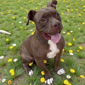 Rescue Bulldog Dogs for Adoption in Lucas, Texas - Honey Almond | PetCurious