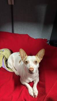 Chihuahua Dogs Available for Adoption - Starbeam | PetCurious