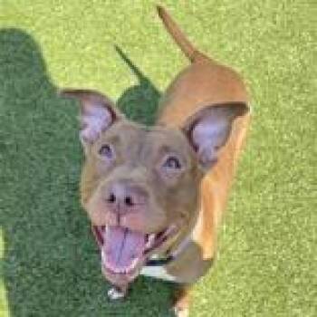 Hazel -  Pit Bull Terrier Dog for Adoption in Hilliard, Ohio - Hazel | PetCurious