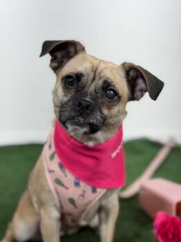 Aspen-One of our Amazing Rescue Dogs -  Pug and Chihuahua Dog for Adoption in Carlsbad, California - Aspen-One Of Our Amazing Rescue Dogs | PetCurious