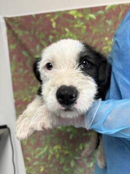 Terrier and Mixed Breed Dogs Available for Adoption in San Antonio, Texas - Ramona | PetCurious