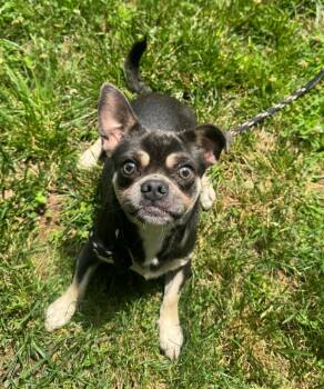 Otis -  French Bulldog and Mixed Breed Dog for Adoption in Hamden, Connecticut - Otis | PetCurious