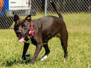 Lily 2 -  Mixed Breed Dog for Adoption in Myrtle Beach, South Carolina - Lily 2 | PetCurious