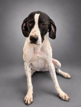 Ellie -  Pointer and Mixed Breed Dog for Adoption in Bowling Green, Kentucky - Ellie | PetCurious