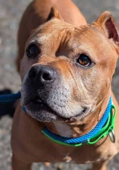 Name This Bully - FKA Dudley -  Pit Bull Terrier Dog for Adoption in Deering, New Hampshire - Name This Bully - FKA Dudley | PetCurious