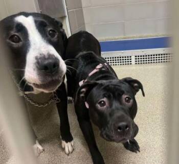 Rescue Mixed Breed Dogs for Adoption in Virginia Beach, Virginia - 179324 Splitty & 179323 Fleur *BONDED PAIR* | PetCurious