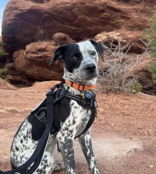 Australian Cattle Dog Blue Heeler and Hound Dogs Available for Adoption in Littleton, Colorado - River | PetCurious