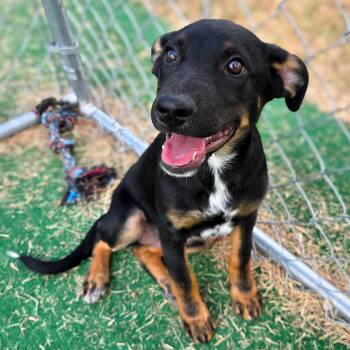Dee -  Shepherd Dog for Adoption in Gainesville, Texas - Dee | PetCurious
