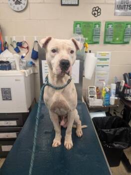 Indie -  American Bulldog Dog for Adoption in Mobile, Alabama - Indie | PetCurious