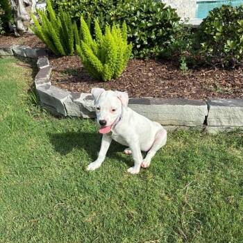 Jessie Marshmallow Toy Story -  Jack Russell Terrier and Labrador Retriever Dog for Adoption in Friendswood, Texas - Jessie Marshmallow Toy Story | PetCurious