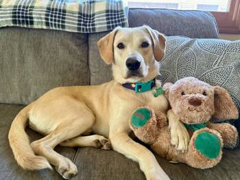 Louie -  Labrador Retriever Dog for Adoption in Springville, New York - Louie | PetCurious