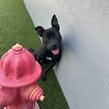 Rescue Labrador Retriever Dogs for Adoption in Pompano Beach, Florida - Piglet | PetCurious