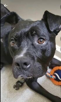 Rescue Pit Bull Terrier Dogs for Adoption in Fayetteville, North Carolina - Wiggles | PetCurious