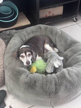 Gus Mitchell -  Beagle Dog for Adoption in Odessa, Florida - Gus Mitchell | PetCurious