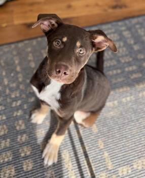 Kaya -  Shepherd and Terrier Dog for Adoption in Minneapolis, Minnesota - Kaya | PetCurious