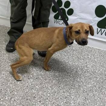 Black Mouth Cur Dogs Available for Adoption in Defuniak Springs, Florida - Pepper | PetCurious
