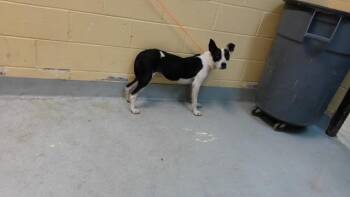 SUNNY -  Pit Bull Terrier and Mixed Breed Dog for Adoption in Tulsa, Oklahoma - SUNNY | PetCurious
