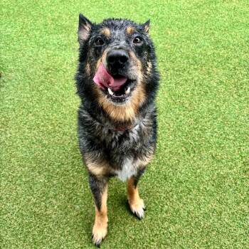 Scout -  Australian Cattle Dog Blue Heeler Dog for Adoption in Parkersburg, West Virginia - Scout | PetCurious