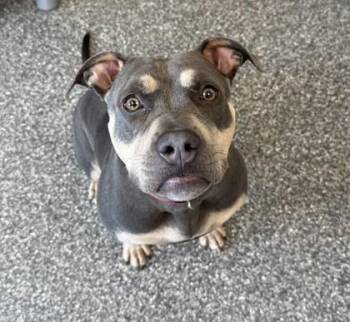 Pit Bull Terrier and Mixed Breed Dogs Available for Adoption in Westland, Michigan - Smiley Fry | PetCurious