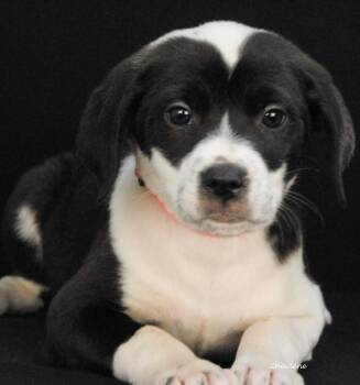 Dua Lipaw -  Hound and Boxer Dog Available for Adoption in Newland, North Carolina - Dua Lipaw | PetCurious