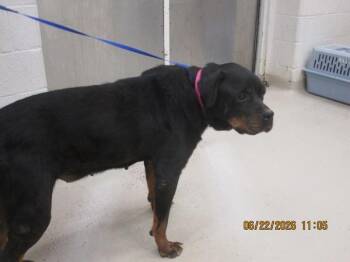 Jailer(802) -  Rottweiler Dog for Adoption in Marietta, Georgia - Jailer(802) | PetCurious