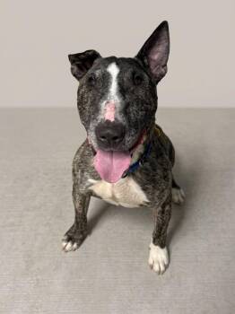Zippy -  Bull Terrier Dog for Adoption in Cleveland, Ohio - Zippy | PetCurious