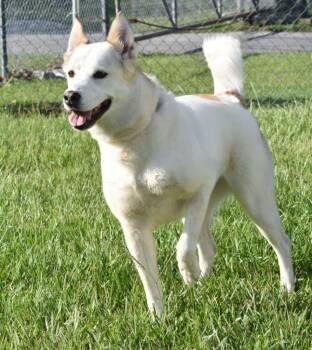 Rescue Shepherd and Husky Dogs for Adoption in Kingsland, Georgia - Nova | PetCurious