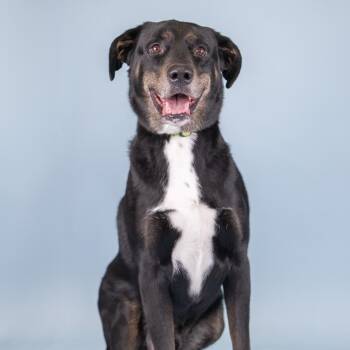 Marlowe -  Mixed Breed Dog for Adoption in Portland, Oregon - Marlowe | PetCurious