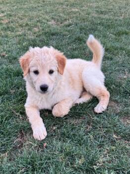 Australian Shepherd and Shepherd Dogs Available for Adoption in Phoenix, Arizona - Coachella | PetCurious