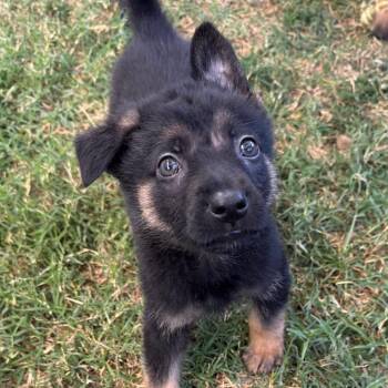 Mixed Breed Dogs Available for Adoption in Redwood Valley, California - Chuck (Charles) | PetCurious