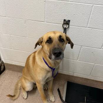 Anatolian Shepherd and Mixed Breed Dogs Available for Adoption in Ardmore, Oklahoma - Duce | PetCurious