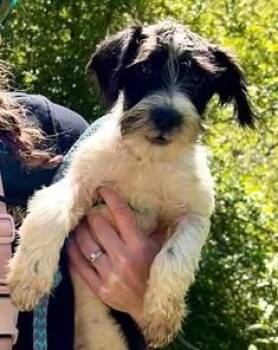 Terrier and Mixed Breed Dogs Available for Adoption in Morristown, New Jersey - Bruzer | PetCurious