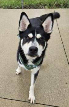 Kimbo -  Siberian Husky Dog for Adoption in Bucyrus, Ohio - Kimbo | PetCurious