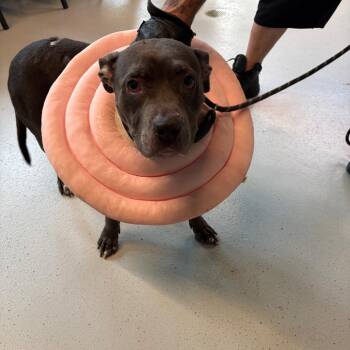 Mixed Breed Dogs Available for Adoption in Huntington, West Virginia - Dinah Stray Hold 4/29 | PetCurious