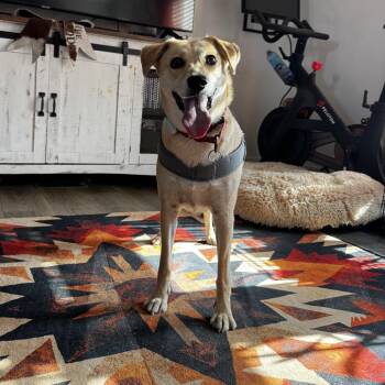 Rhea -  Husky and Chihuahua Dog for Adoption in Chandler, Arizona - Rhea | PetCurious