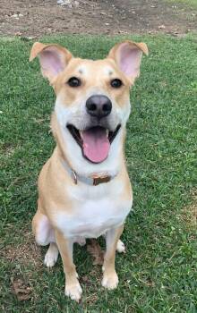 Toast -  Labrador Retriever Dog for Adoption in Houston, Texas - Toast | PetCurious