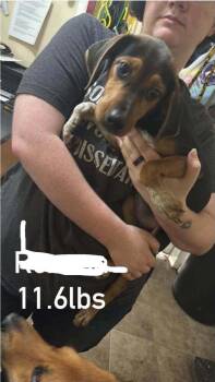 Floyd Rs : Rhapsody -  Beagle Dog for Adoption in Aurora, Indiana - Floyd Rs : Rhapsody | PetCurious