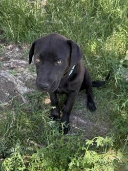 Elmer -  Black Labrador Retriever Dog for Adoption in Riverton, Wyoming - Elmer | PetCurious