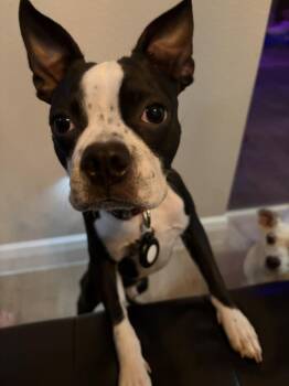Rip -  Boston Terrier Dog for Adoption in Alafaya, Florida - Rip | PetCurious