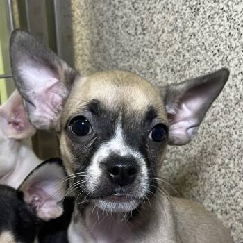 Raiden -  Chihuahua and Mixed Breed Dog for Adoption in Palm Springs, California - Raiden | PetCurious