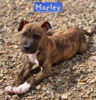 Marley -  Boxer and Terrier Dog for Adoption in North Olmsted, Ohio - Marley | PetCurious