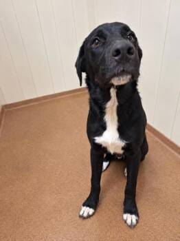 Freddy -  Black Labrador Retriever Dog for Adoption in Winfield, Kansas - Freddy | PetCurious