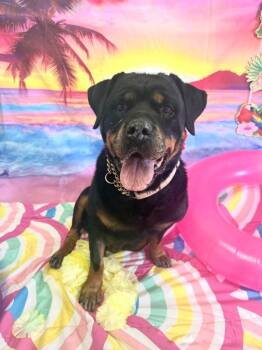 Wilma -  Rottweiler Dog for Adoption in Brookings, Oregon - Wilma | PetCurious