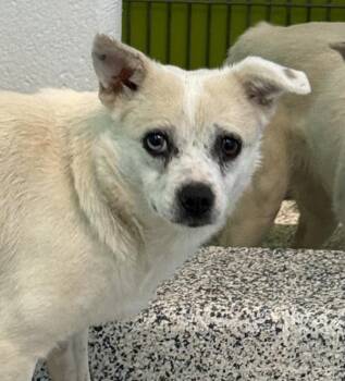 Chihuahua Dogs Available for Adoption in Golden, Colorado - Mattie | PetCurious