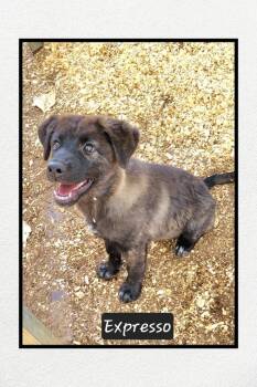 Espresso -  Shepherd Dog for Adoption in Granbury, Texas - Espresso | PetCurious